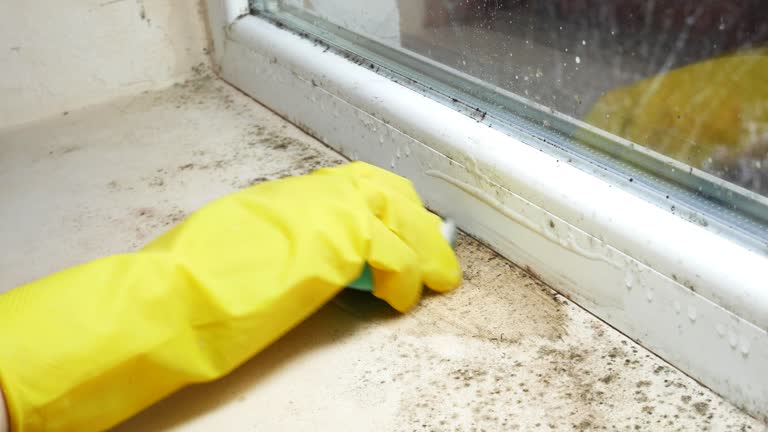 Mold Odor Removal Services in Picayune, MS